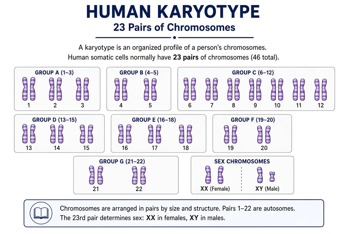 Human karyotype showing 23 pairs of chromosomes arranged and numbered 1 to 22, with the XY or XX sex chromosome pair shown last.